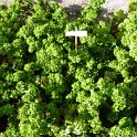 Pelargonium graveolens 'Bontrosai'